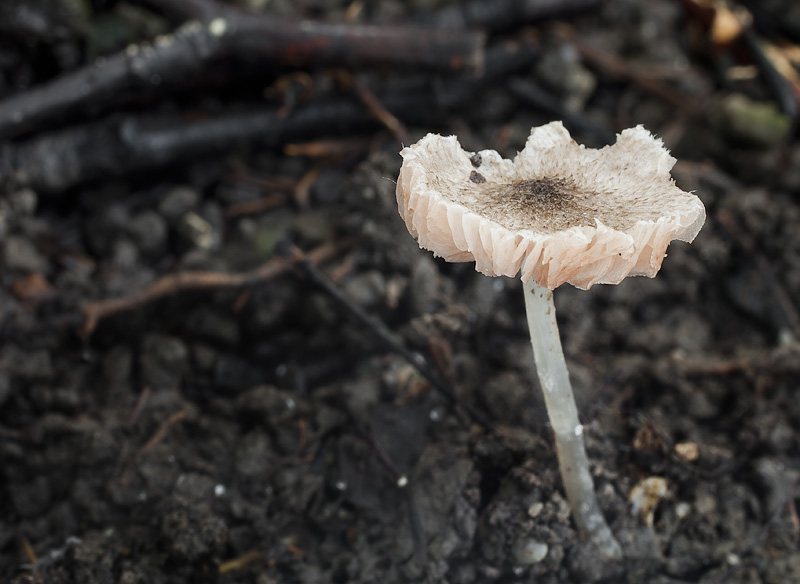 Pluteus exiguus